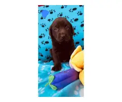 5 chocolate males and one yellow male Lab puppies for sale - 3
