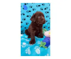 5 chocolate males and one yellow male Lab puppies for sale - 4