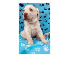 5 chocolate males and one yellow male Lab puppies for sale - 5