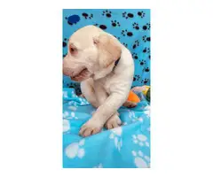 5 chocolate males and one yellow male Lab puppies for sale - 6