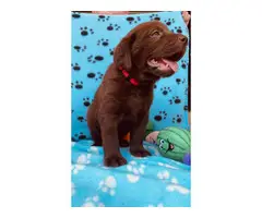5 chocolate males and one yellow male Lab puppies for sale - 7