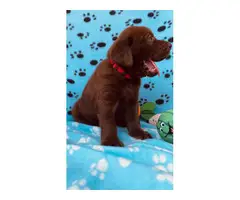 5 chocolate males and one yellow male Lab puppies for sale - 8