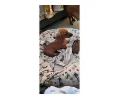 Red Dachshund female puppy for sale