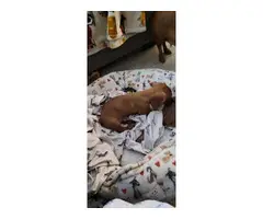 Red Dachshund female puppy for sale - 2