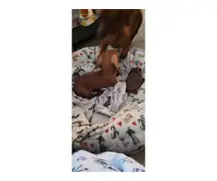 Red Dachshund female puppy for sale - 5