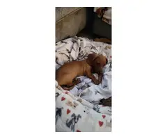Red Dachshund female puppy for sale - 7