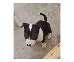Two adorable bull terrier puppies for sale