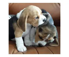 Male and female beagles for sale