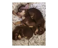 1 months old Teacup Chihuahua puppies