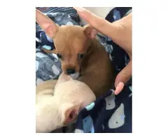 1 months old Teacup Chihuahua puppies