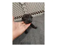 Shar-pei puppies miniature