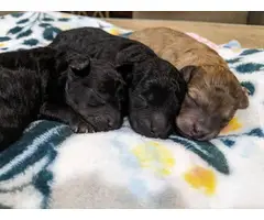 Toy Poodle puppies - 3