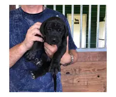 Daniff puppy looking for new home