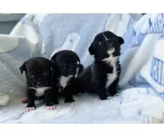 3 purebred Teacup Chihuahua babies