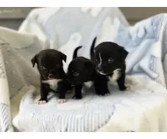 3 purebred Teacup Chihuahua babies