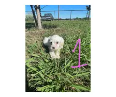 Maltese puppies looking for a loving home