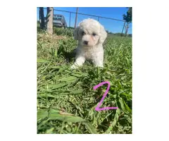 Maltese puppies looking for a loving home - 2