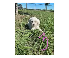 Maltese puppies looking for a loving home - 3