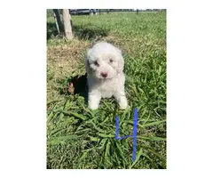 Maltese puppies looking for a loving home - 4