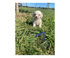Maltese puppies looking for a loving home