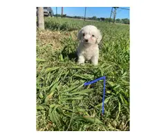 Maltese puppies looking for a loving home - 7