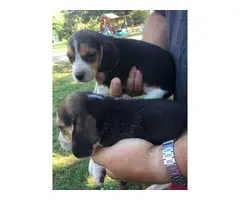 6 weeks old Beagle puppies for sale - 2
