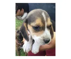 6 weeks old Beagle puppies for sale - 3