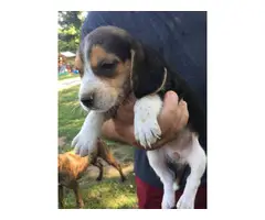6 weeks old Beagle puppies for sale - 4
