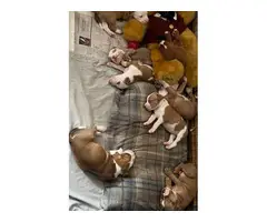 American pit bull puppies - 13