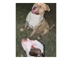 American pit bull puppies - 14