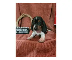 Mini dachshund puppies for sale - 2