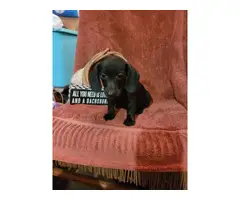 Mini dachshund puppies for sale - 4
