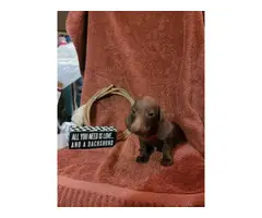Mini dachshund puppies for sale - 5
