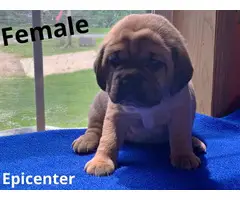 Cute little Puggle pups for sale