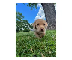 Lab Puppies need a forever home!