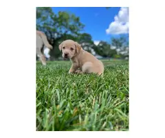 Lab Puppies need a forever home! - 2