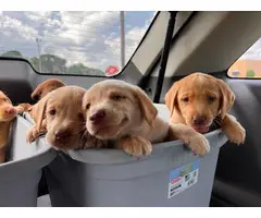 Lab Puppies need a forever home! - 6