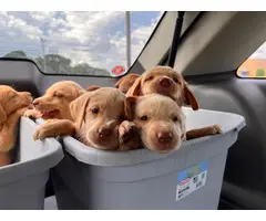 Lab Puppies need a forever home! - 7