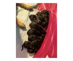 3 females and 8 males Sable German shepherd puppies available