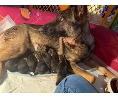 3 females and 8 males Sable German shepherd puppies available - 4