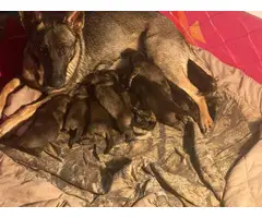 3 females and 8 males Sable German shepherd puppies available - 6