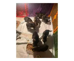 3 females and 8 males Sable German shepherd puppies available - 8
