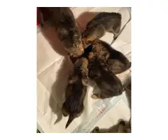 3 females and 8 males Sable German shepherd puppies available - 9