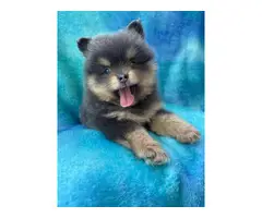 One male and one female 7-week-old Pomeranian puppies for sale - 2