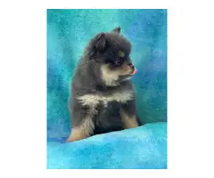 One male and one female 7-week-old Pomeranian puppies for sale - 3