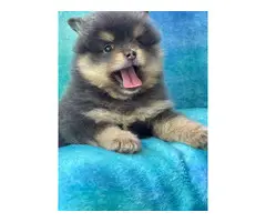 One male and one female 7-week-old Pomeranian puppies for sale - 4