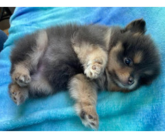 One male and one female 7-week-old Pomeranian puppies for sale