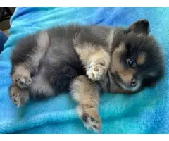 One male and one female 7-week-old Pomeranian puppies for sale - 5