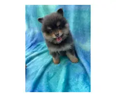 One male and one female 7-week-old Pomeranian puppies for sale - 6