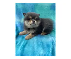 One male and one female 7-week-old Pomeranian puppies for sale - 7